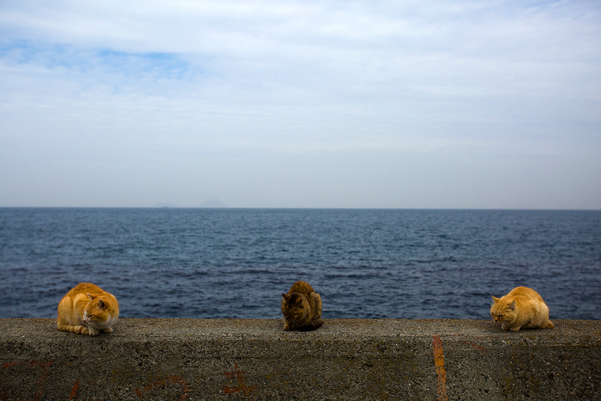 Aoshima, l'isola giapponese conquistata dai gatti