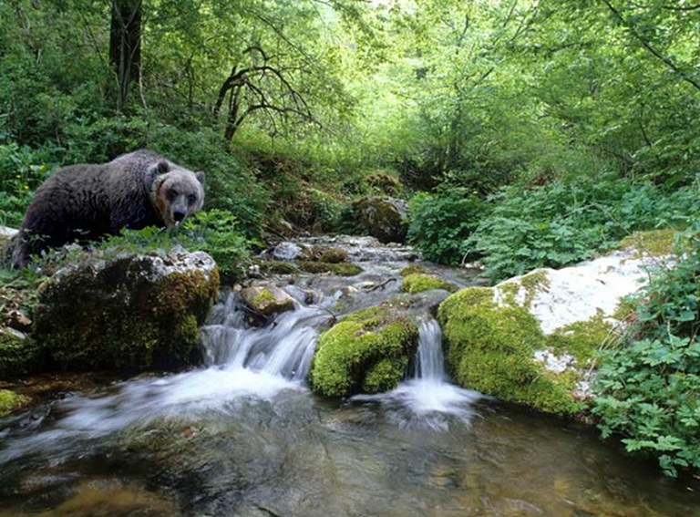 orso-marsicano