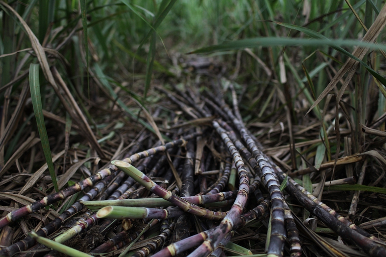 canne zucchero costa rica commercio equo alce nero fairtrade