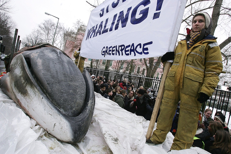 greenpeace, caccia alle balene