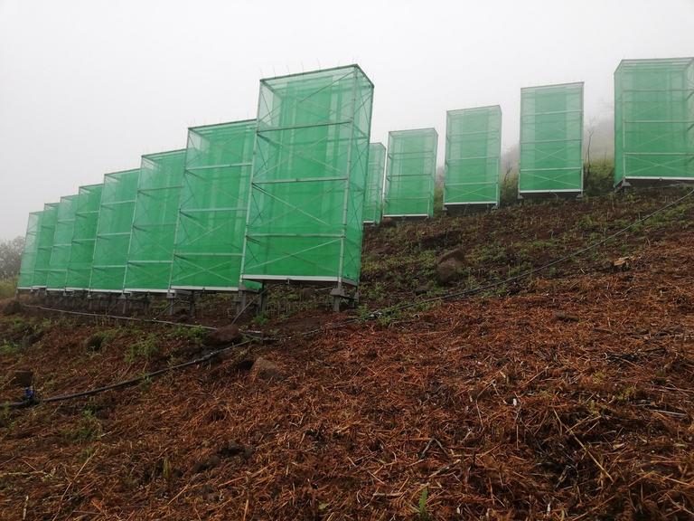 Si può raccogliere l’acqua della nebbia per recuperare le aree desertificate 2 Raccoglitori di nebbia alle Isole Canarie