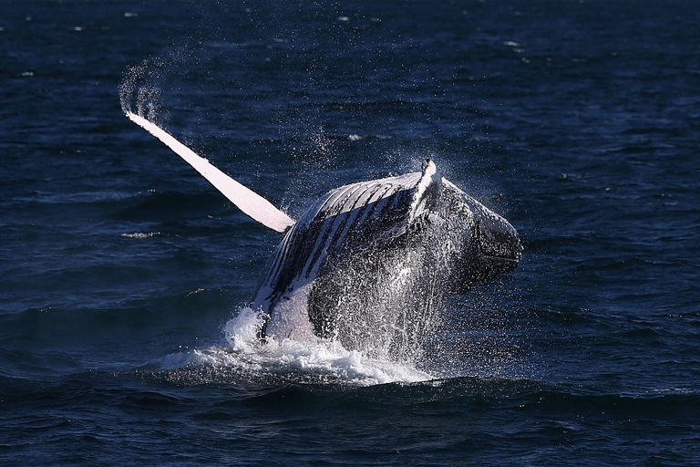 Il film Star Trek IV: Rotta verso la Terra è interamente dedicato al tema della salvaguardia delle balene megattere. © Getty Images