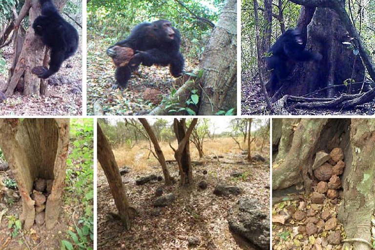 Lo strano comportamento degli scimpanzé