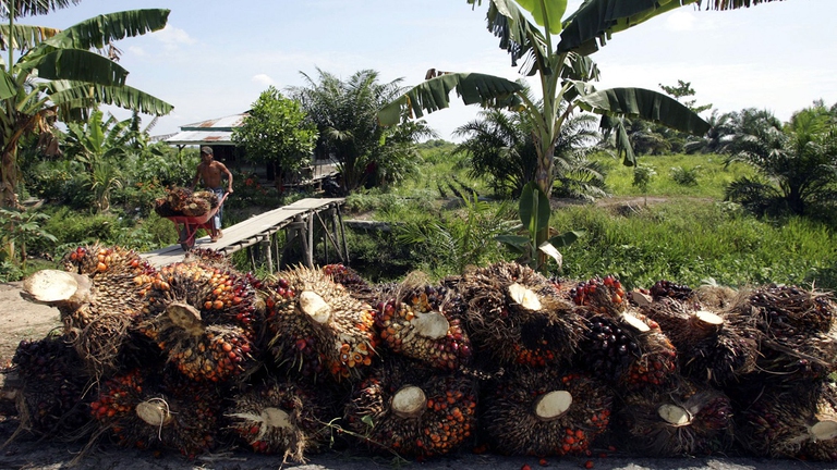 palm oil, indonesia