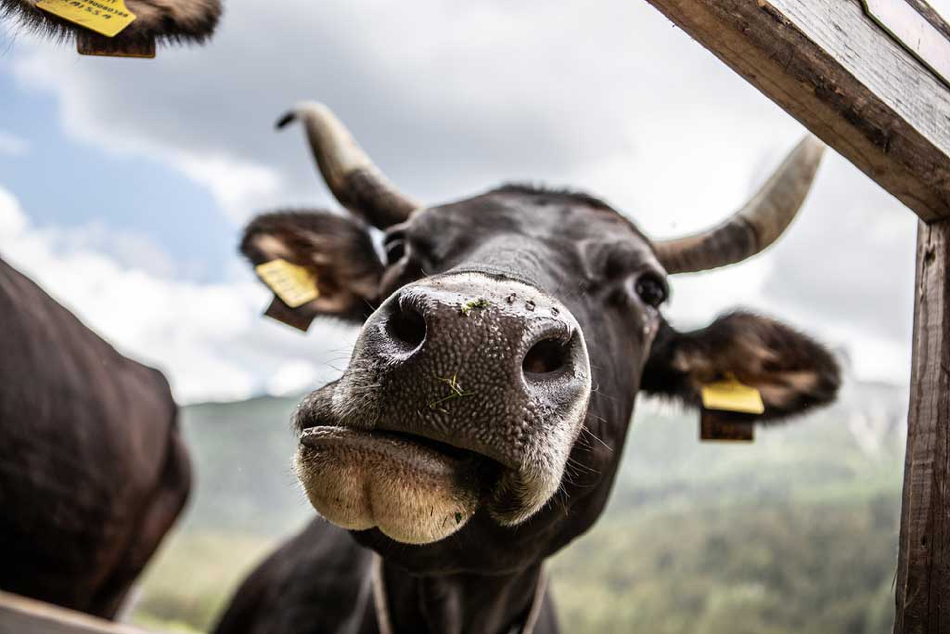 Bosch-155116-2453_ph