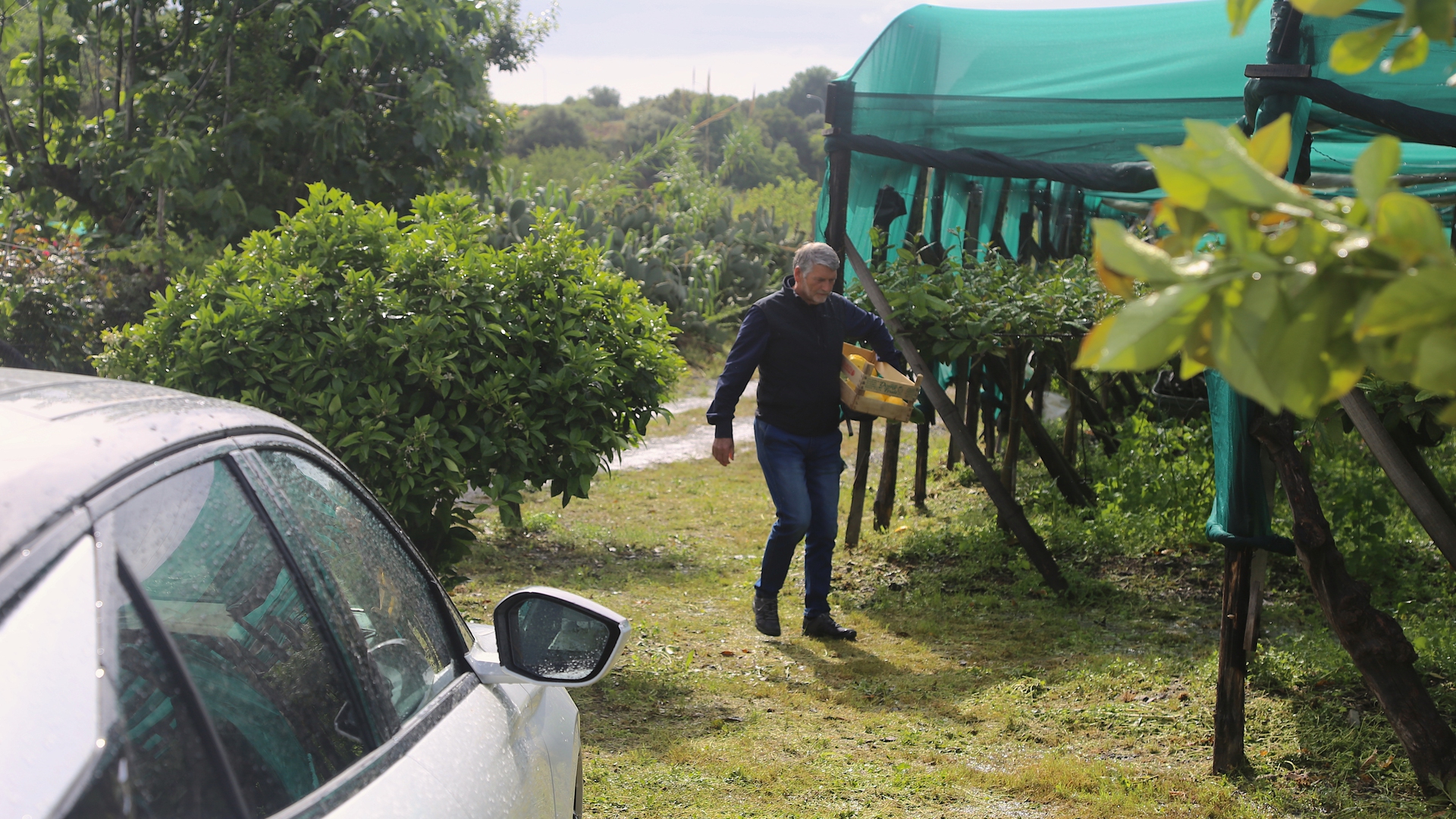 Francesco Annuzzi con i cedri