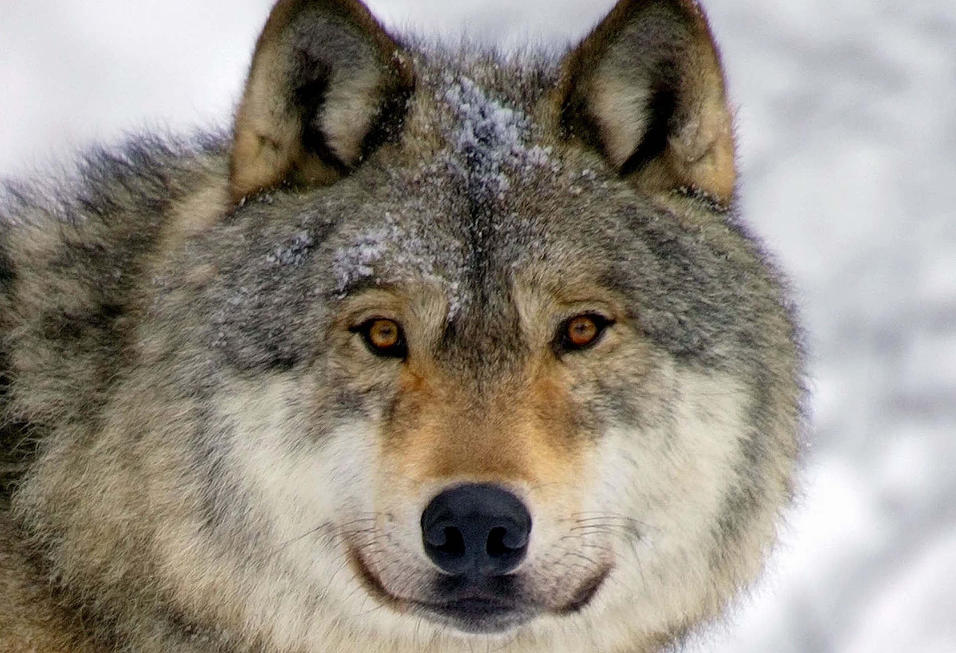 In Michigan (per ora) hanno vinto i lupi e gli elettori