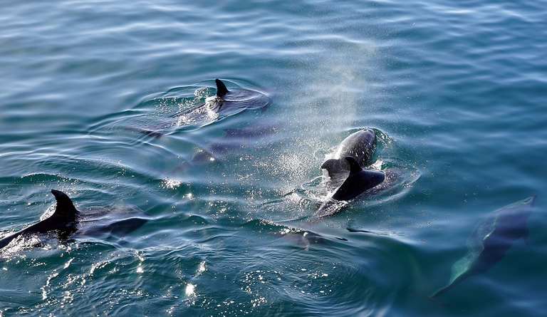 pesca Dolphin Safe