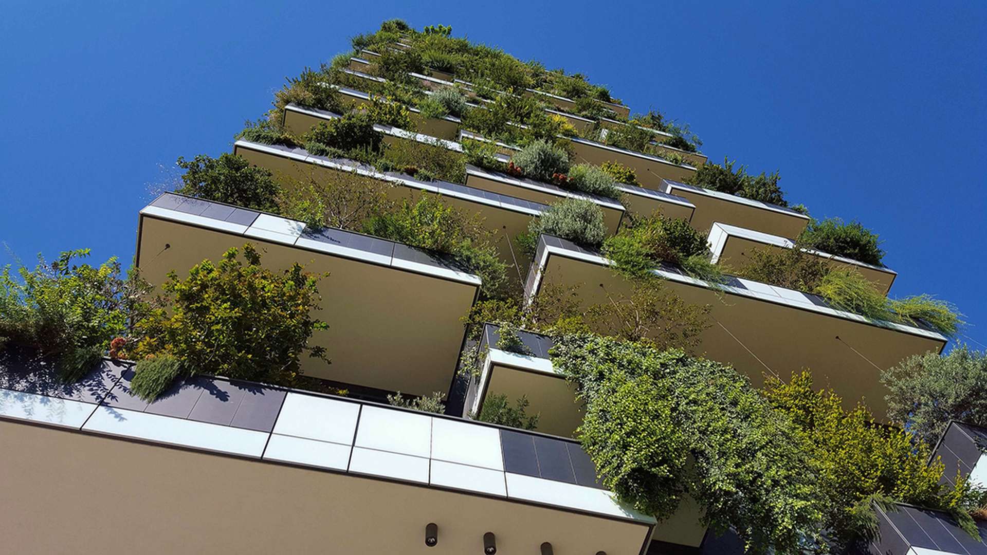Vegetazione sui terrazzi del Bosco Verticale
