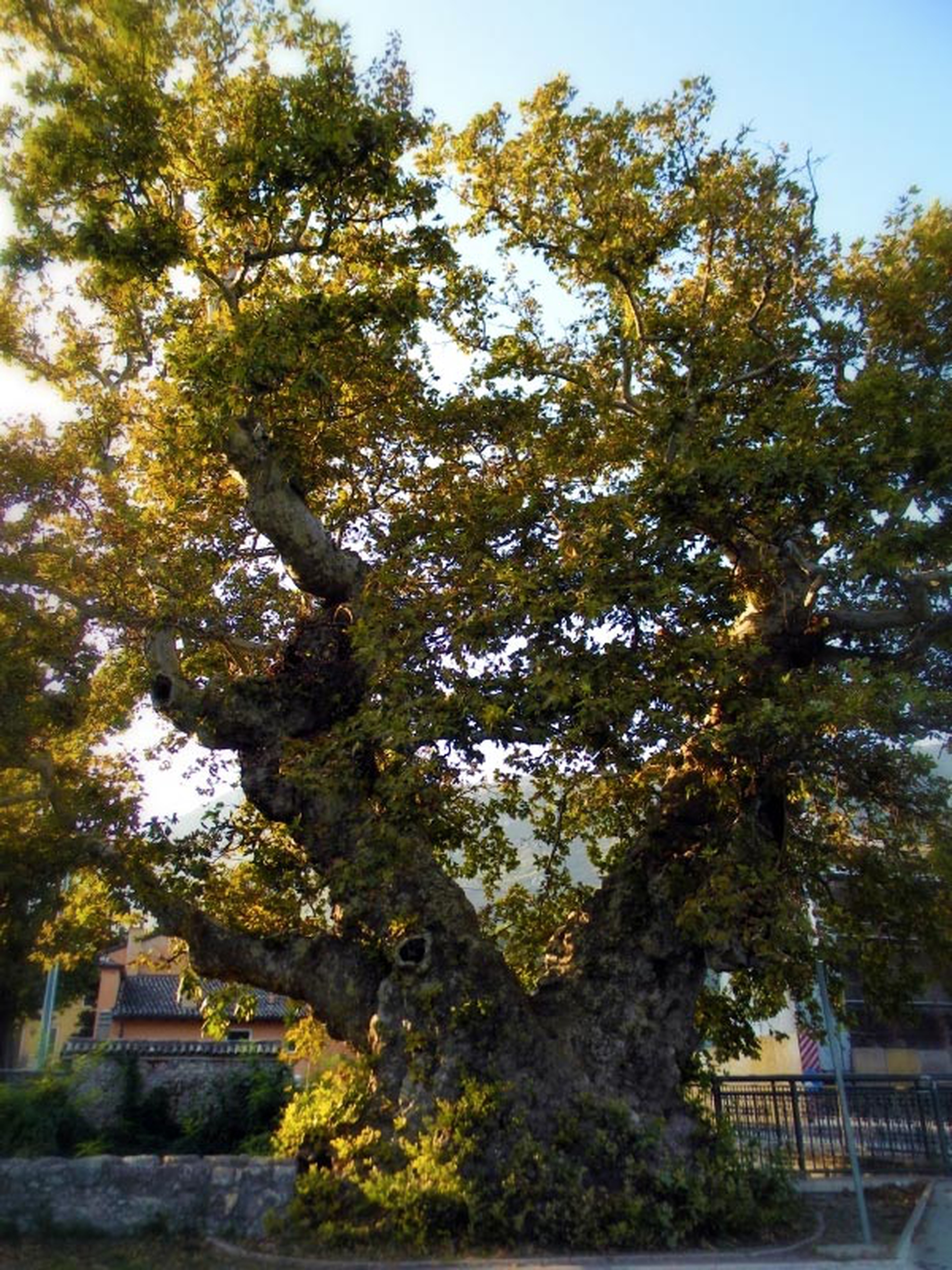 10 maestosi alberi monumentali da andare a trovare