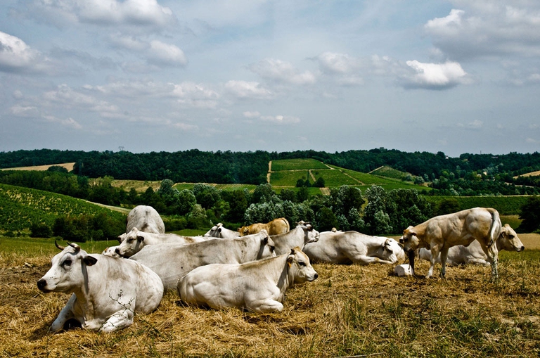vacche frissone a La Raia
