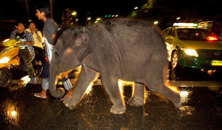 Thai elephant migration