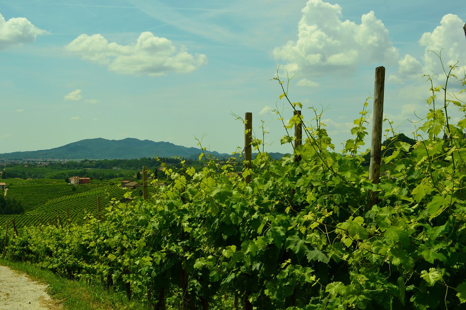 Valdobbiadene, i vigneti