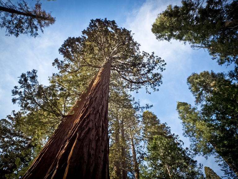 Sequoia Yosemite park