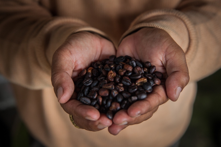 caffè deforestazione