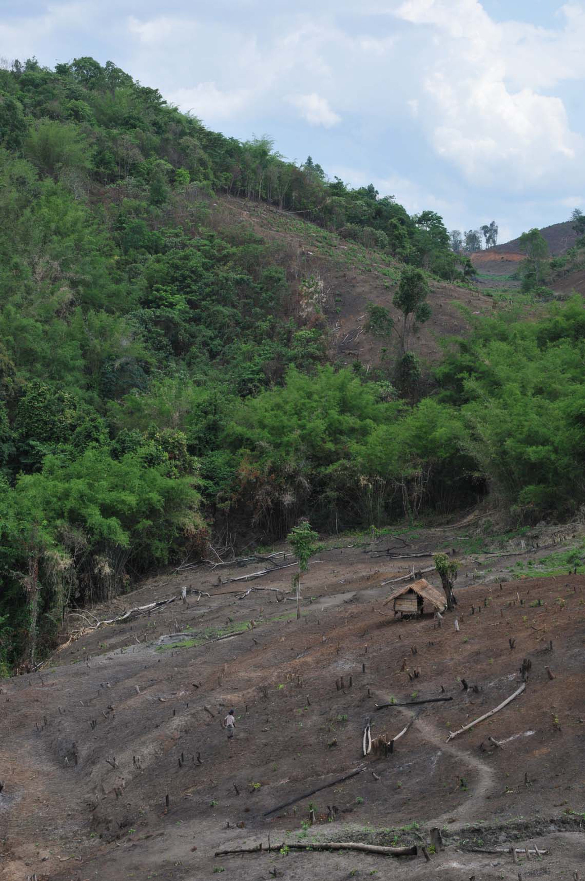 Kayah, coltivazione itinerante (taglia e brucia)