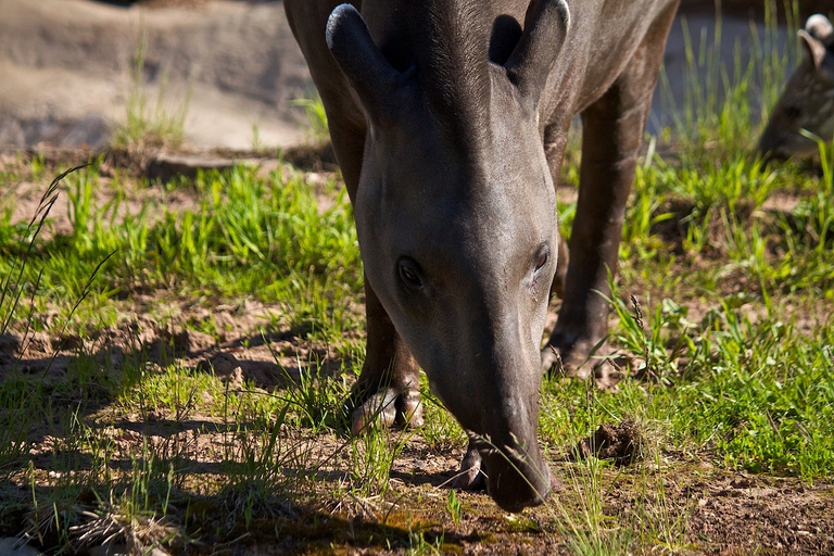 Tapiro del Sudamerica che si nutre di germogli