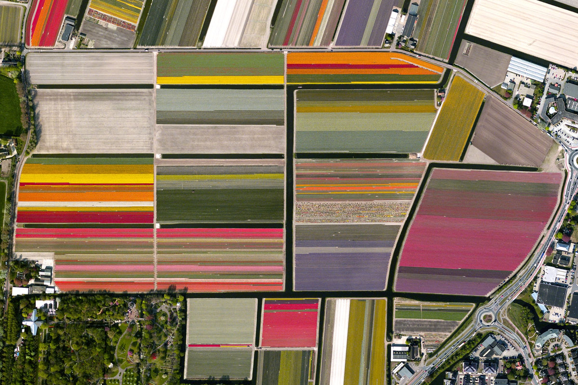 Overview. Dutch tulips