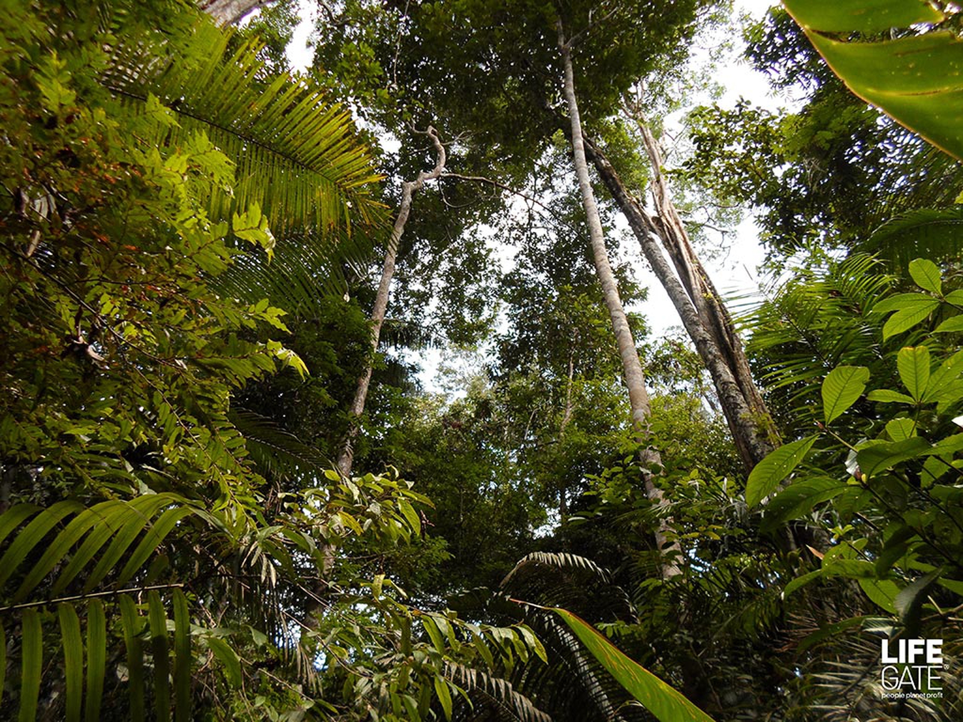 foreste-in-piedi-alberi
