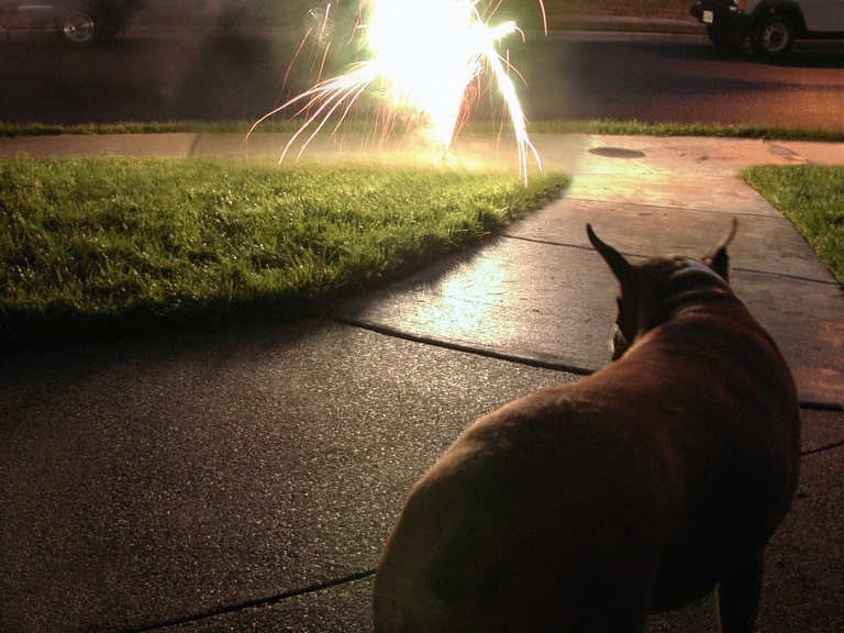 cane e fuochi d'artificio