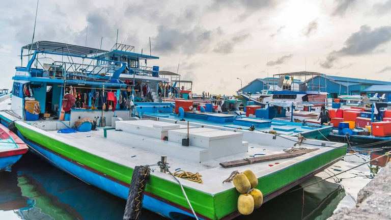 tonno maldive