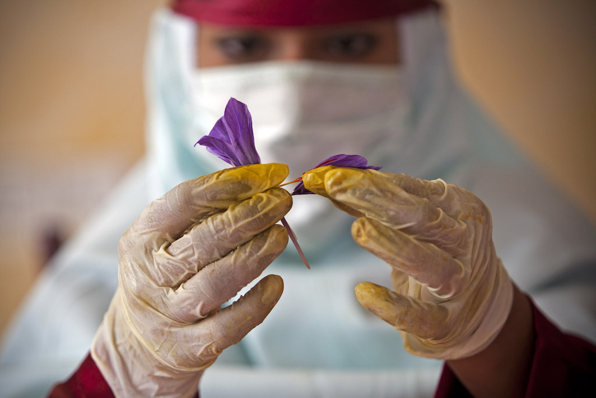 Saffron harvest in Afghanistan
