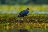 La rinascita delle zone umide di Colombo, in Sri Lanka