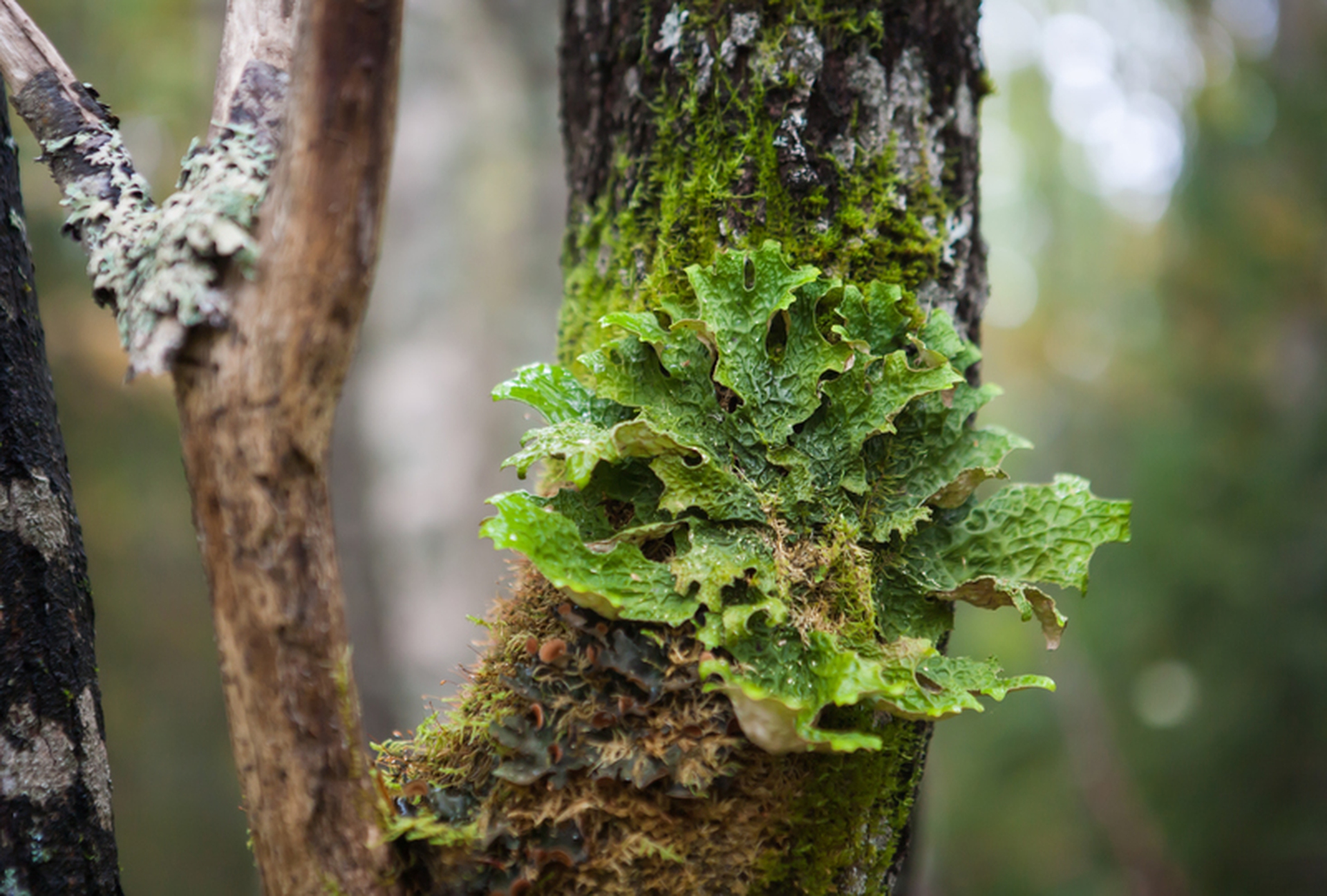 La foresta di Dvinsky minacciata dall'industria del legno