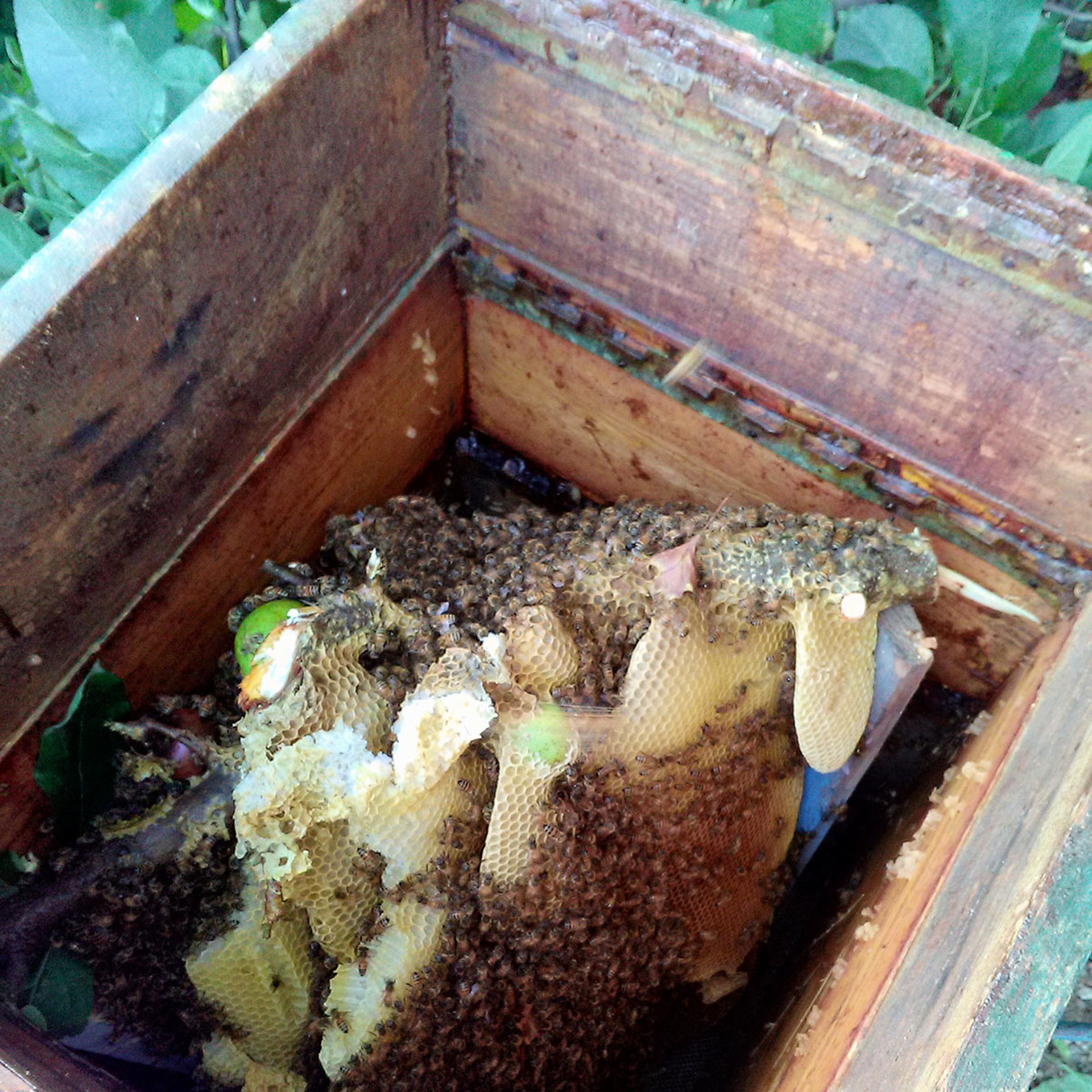 Marco Zucchetti, professione salva api, agosto 2016