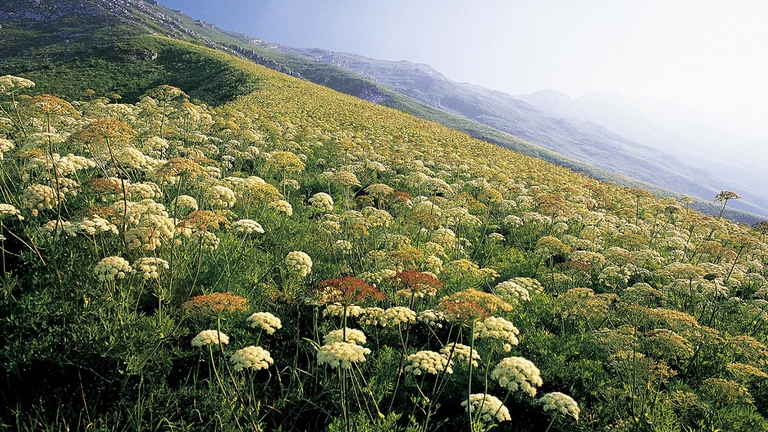 Percorso Botanico del Monte Plauris © Parco regionale delle Prealpi Giulie