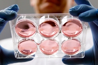 Storia della carne sintetica. Coltivazioni in vitro, agricoltura cellulare, hamburger del futuro