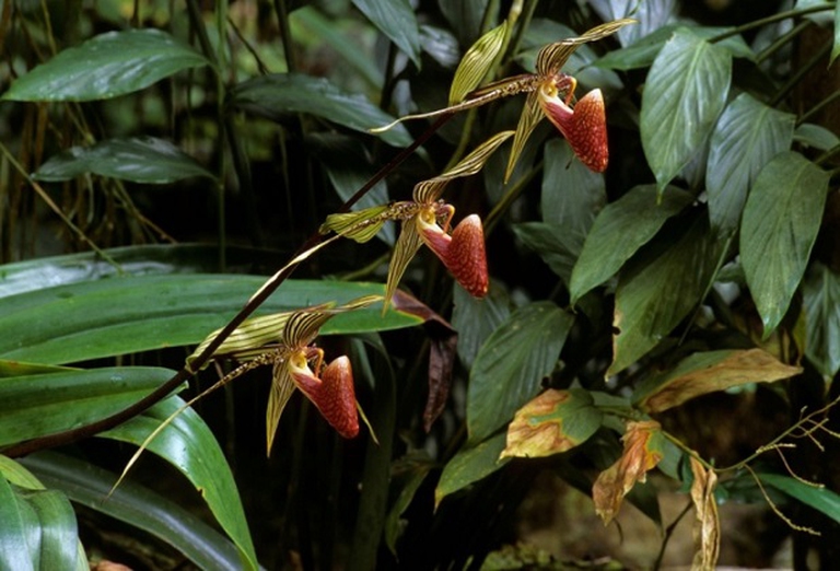 Paphiopedilum rothschildianum