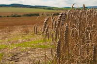 I tre principi dell’agricoltura biodinamica che salveranno il suolo
