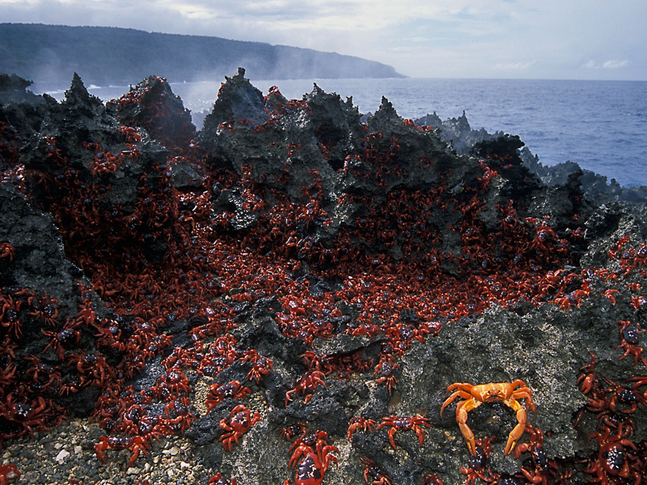 The strange ritual migration of 50 million red crabs on Christmas