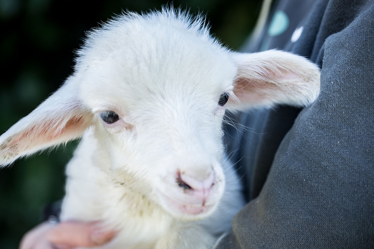 Uno degli agnelli liberati tenuto in braccio da un volontario di Essere Animali
