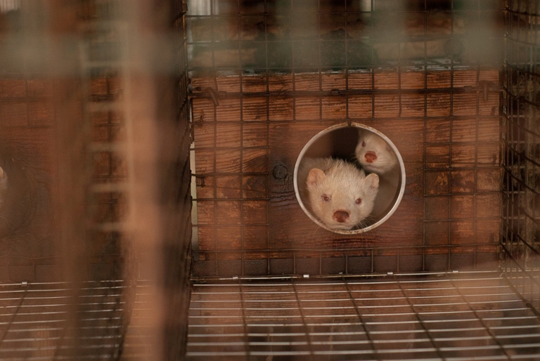 Visoni negli allevamenti italiani