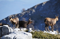 5 species you can only admire in Italy