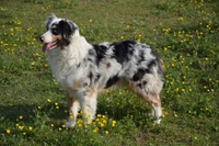 Australian shepherd, l’affettuoso cane da pastore ideale per gli sportivi