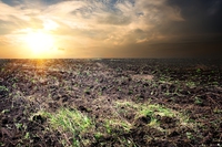 L’aumento delle emissioni di CO2 ha effetti anche sulla qualità del cibo