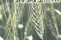 Kamut: riscoperta l’anima della terra