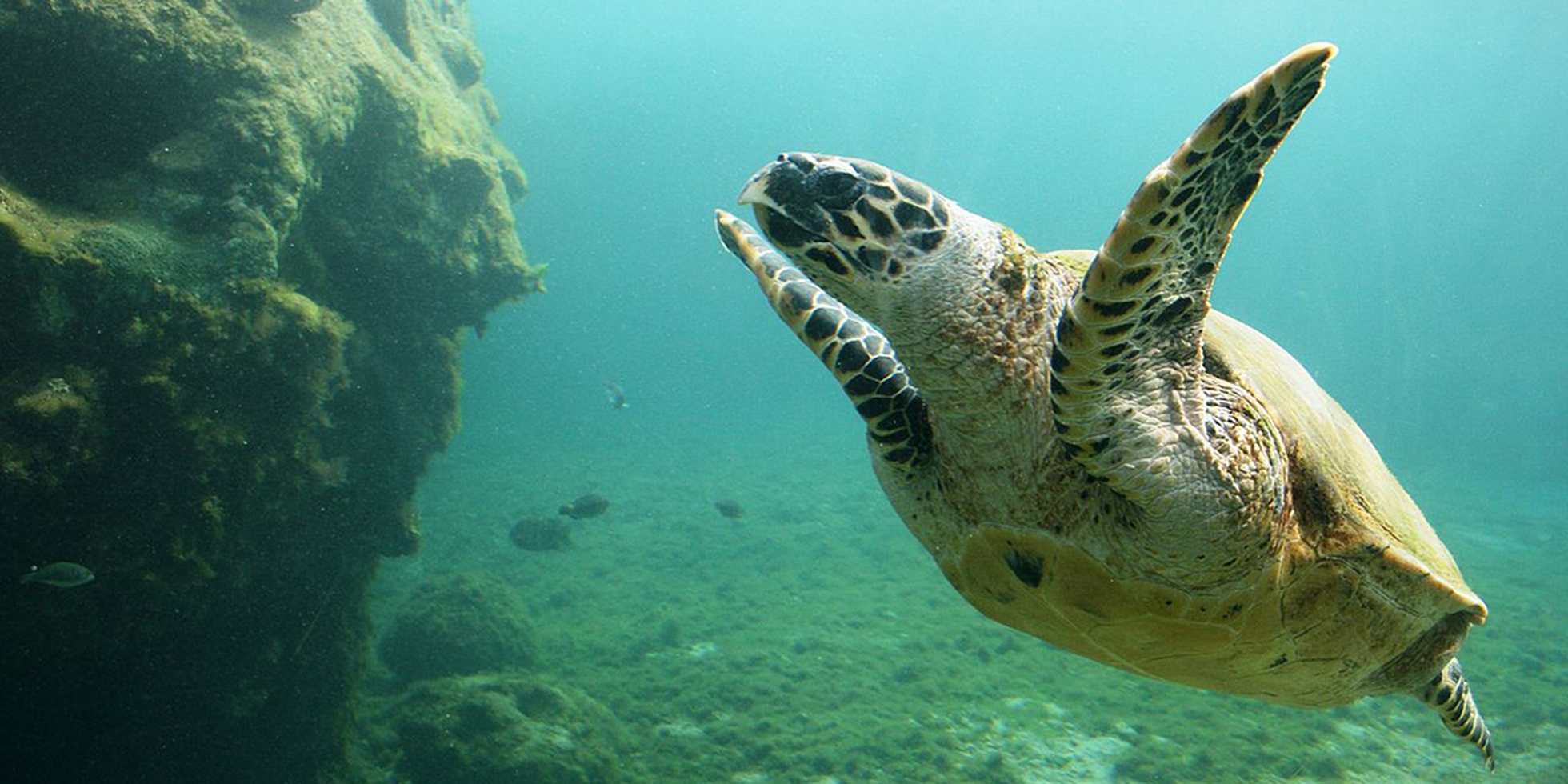 The Belize barrier reef is officially no longer in danger - LifeGate