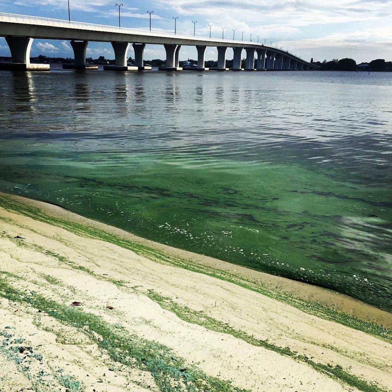 what causes algae bloom in florida
