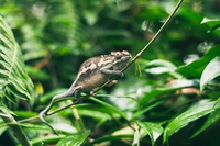 Il rarissimo camaleonte pigmeo di Chapman è riapparso nelle foreste del Malawi