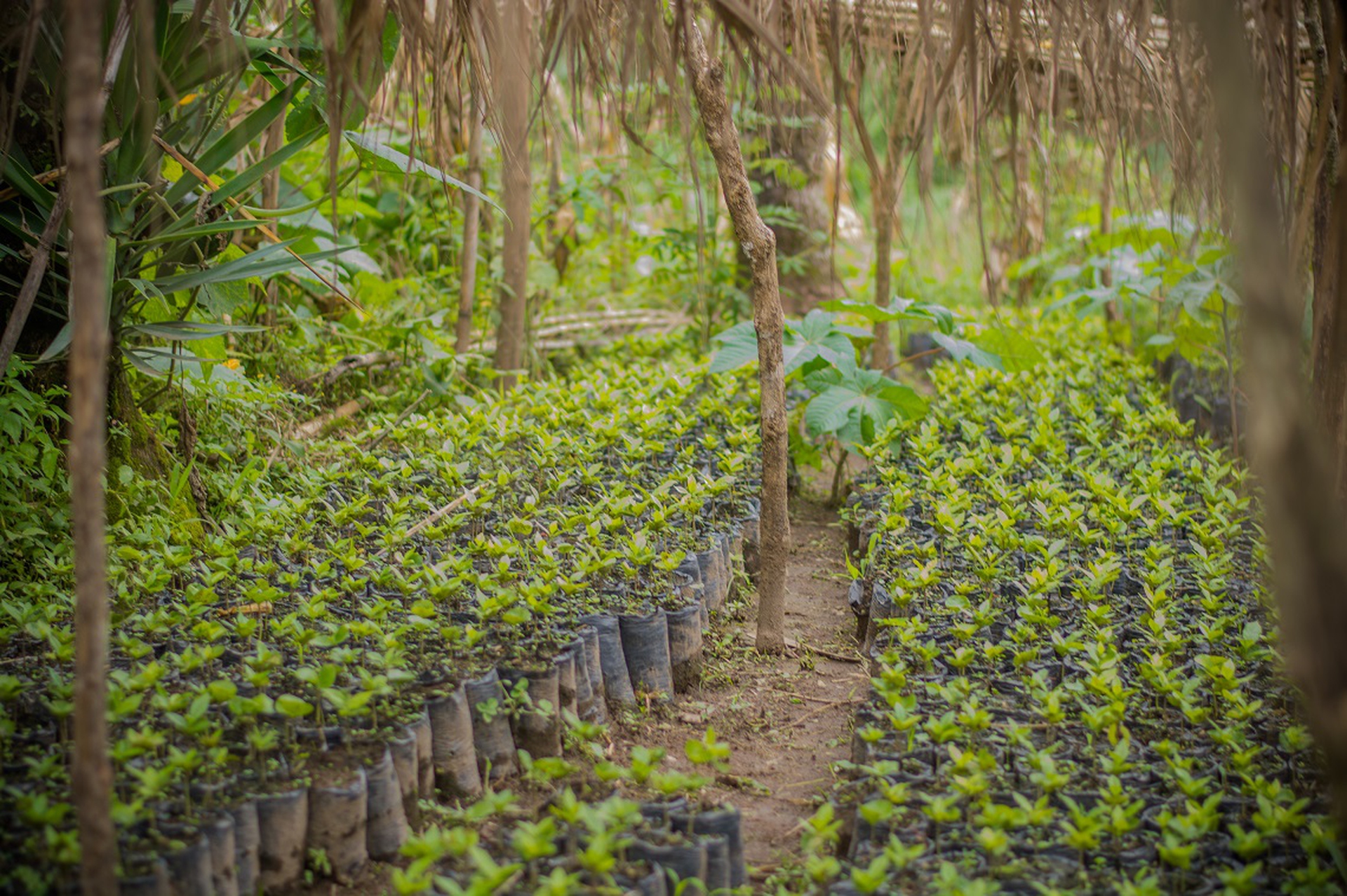 Coltivazione di caffè in Guatemala
