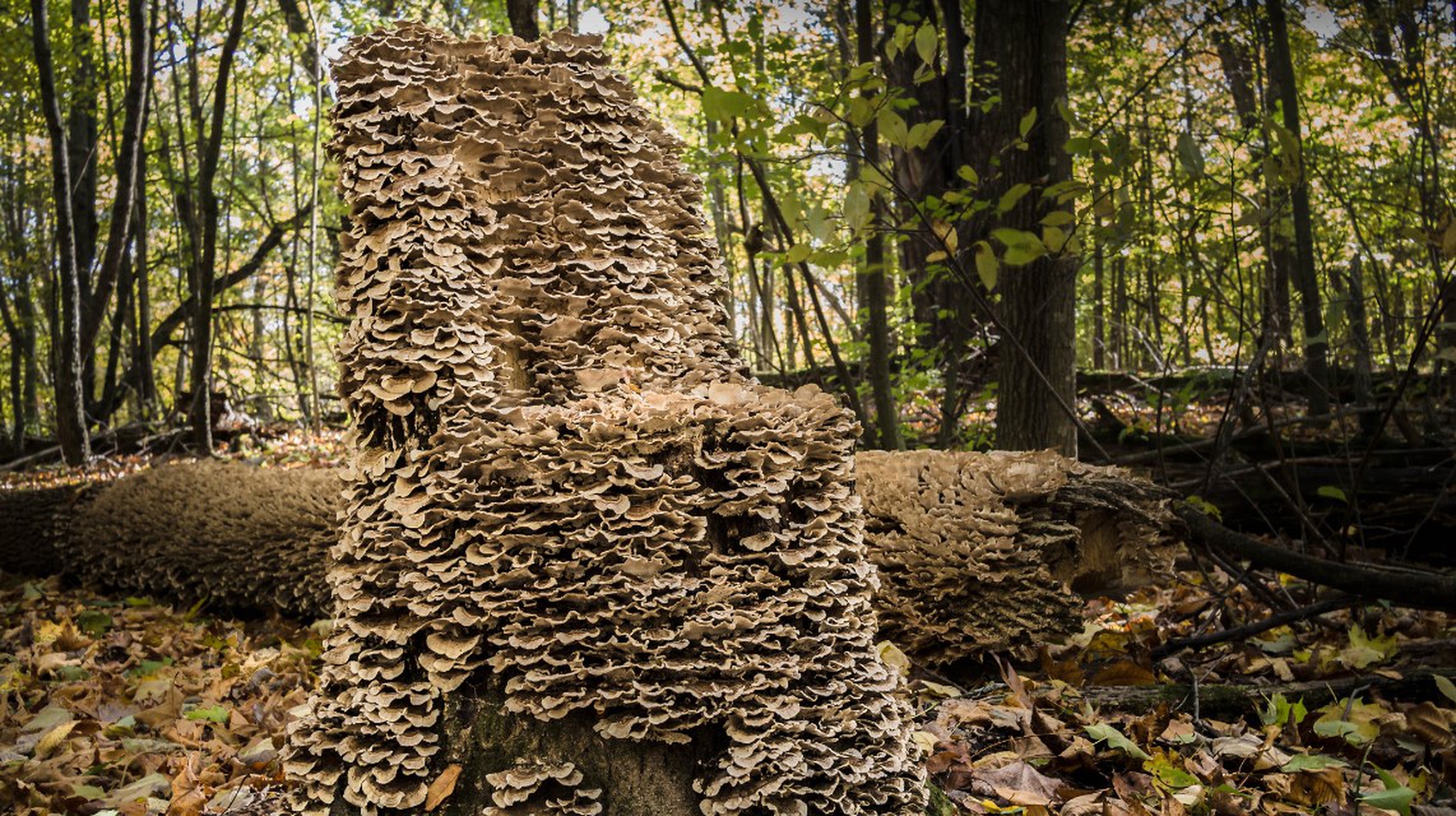 Fungal colony on deadwood in ancient woodland