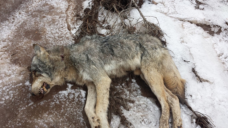 Lupo ucciso dai bracconieri