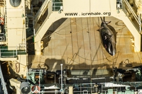 Caccia illegale di balene, navi giapponesi sorprese da Sea Shepherd nel santuario australiano