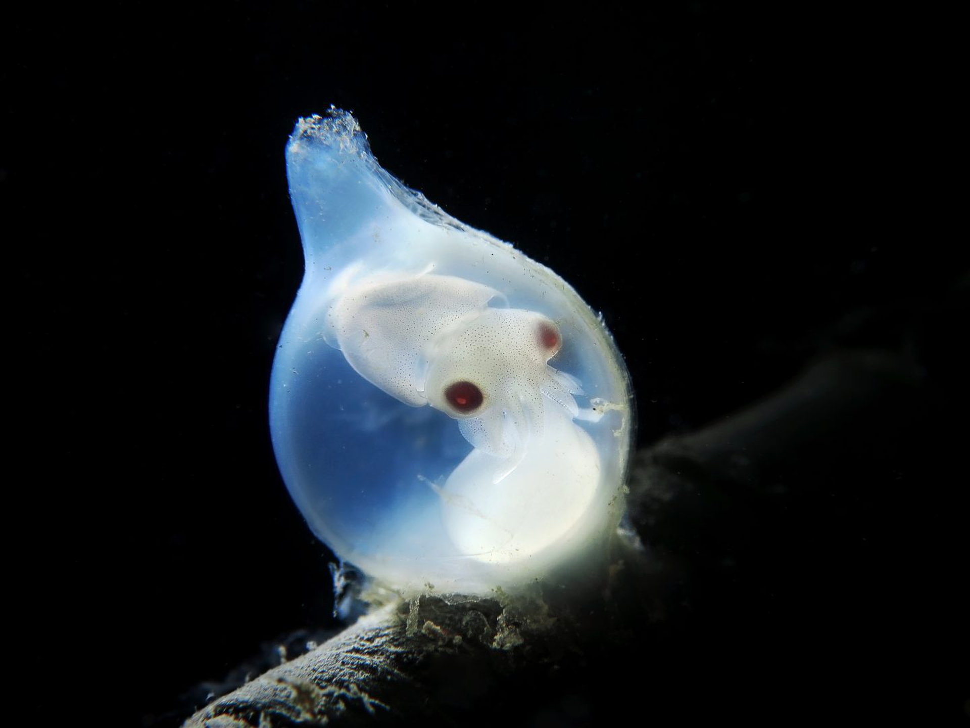 Riserva Naturale delle Falesie di Duino, di Chiara Scrigner