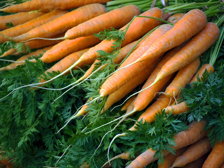 Carote biologiche