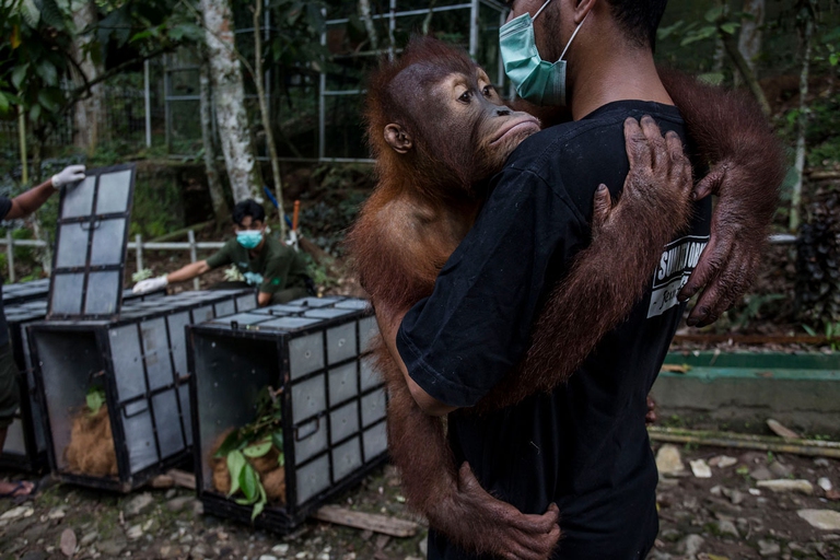 orango, deforestazione, indonesia, estinzione